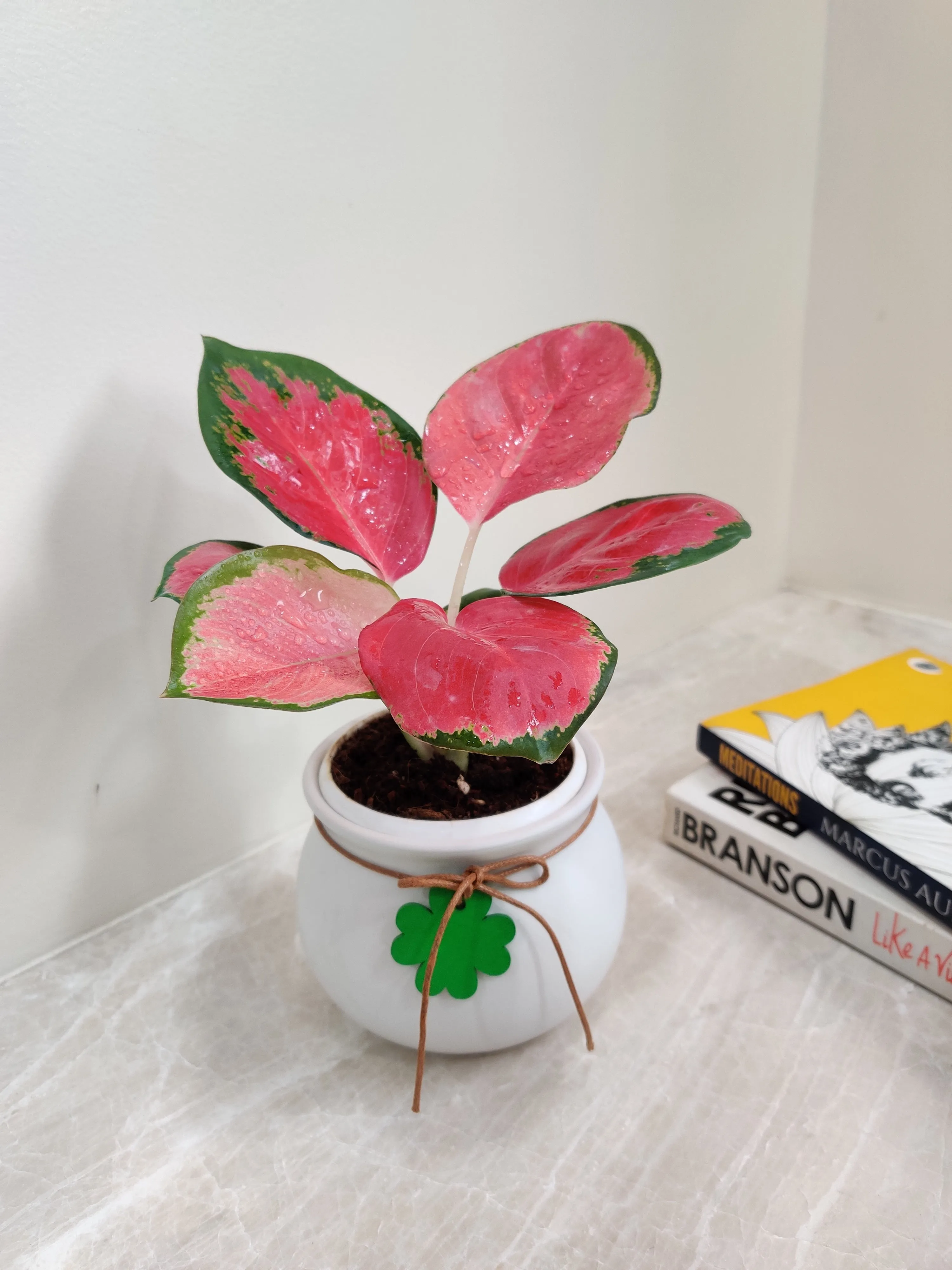 Aglaonema China Red Corporate Gift Plant