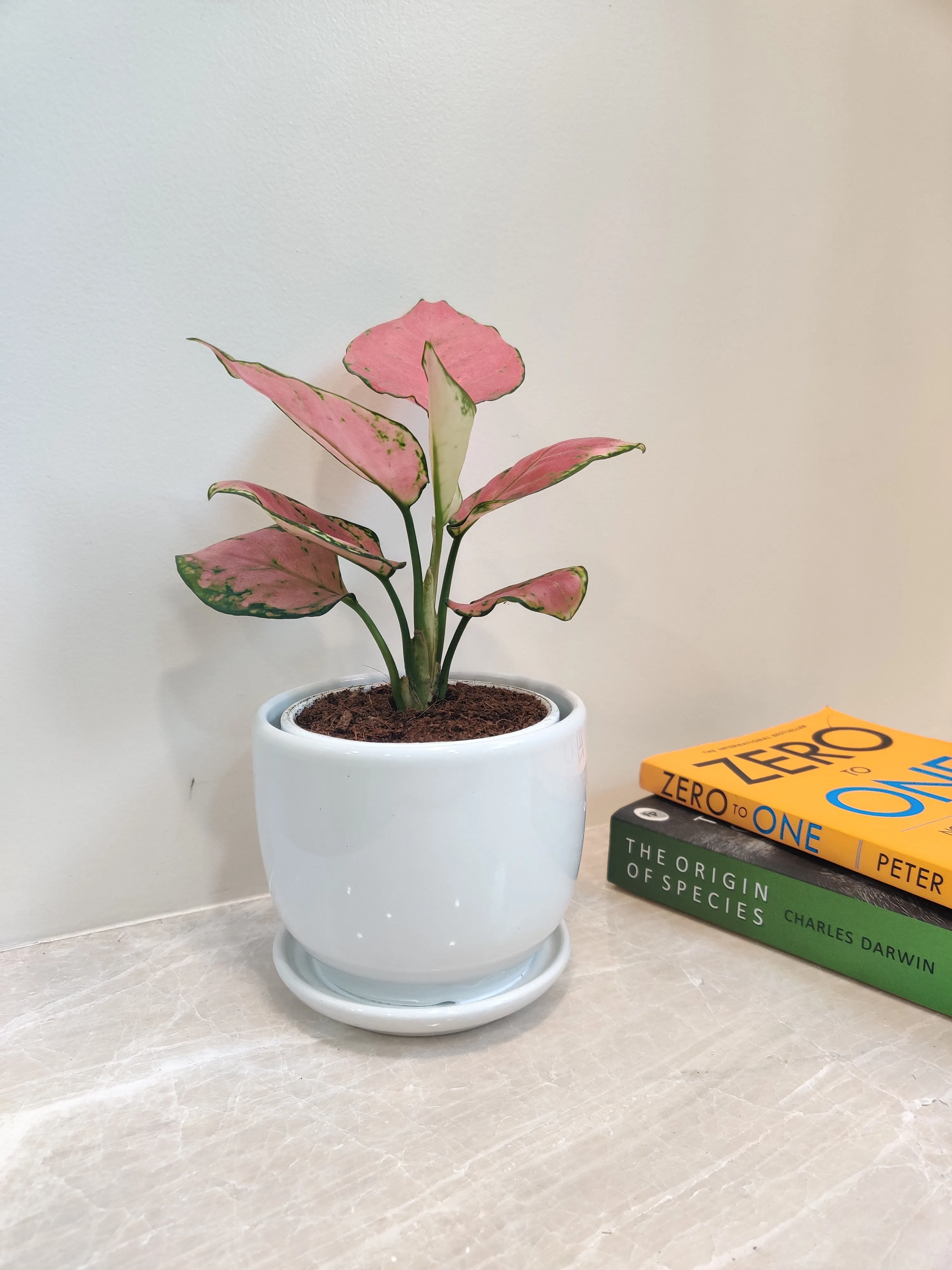 Aglaonema Diamond Red Plant - Ideal Corporate Gift